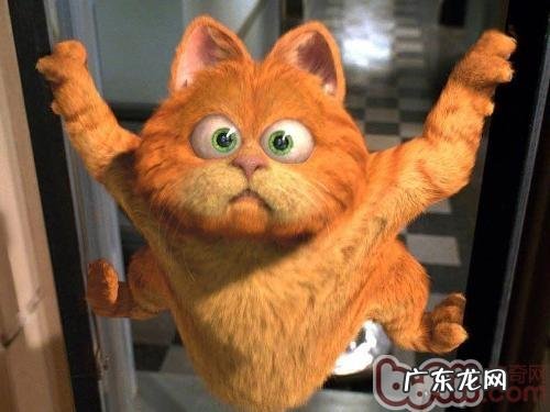 从《加菲猫》看猫咪喜爱的食物