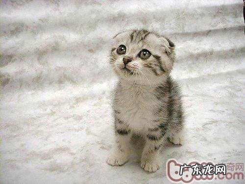 苏格兰折耳猫吃什么食物好