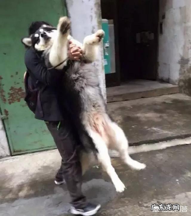 养大型狗和小型狗有什么区别