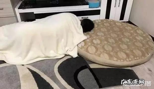 养大型狗和小型狗有什么区别