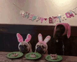 养大型狗和小型狗有什么区别