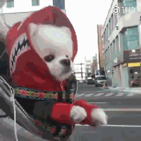 养大型狗和小型狗有什么区别