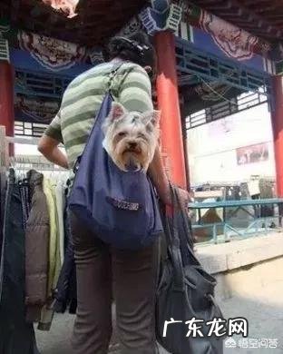 养大型狗和小型狗有什么区别