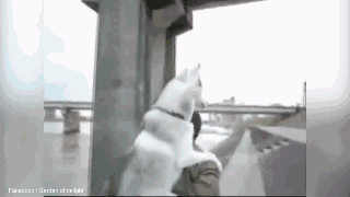 养大型狗和小型狗有什么区别