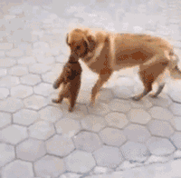 养大型狗和小型狗有什么区别