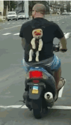 养大型狗和小型狗有什么区别