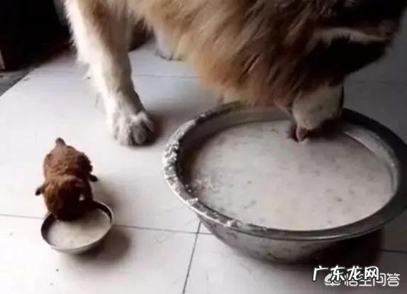 养大型狗和小型狗有什么区别