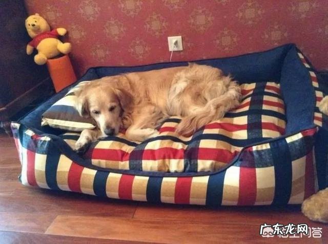 养大型狗和小型狗有什么区别