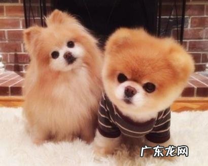 狗狗4个月大，驱虫什么的按时做，为什么一直很瘦？