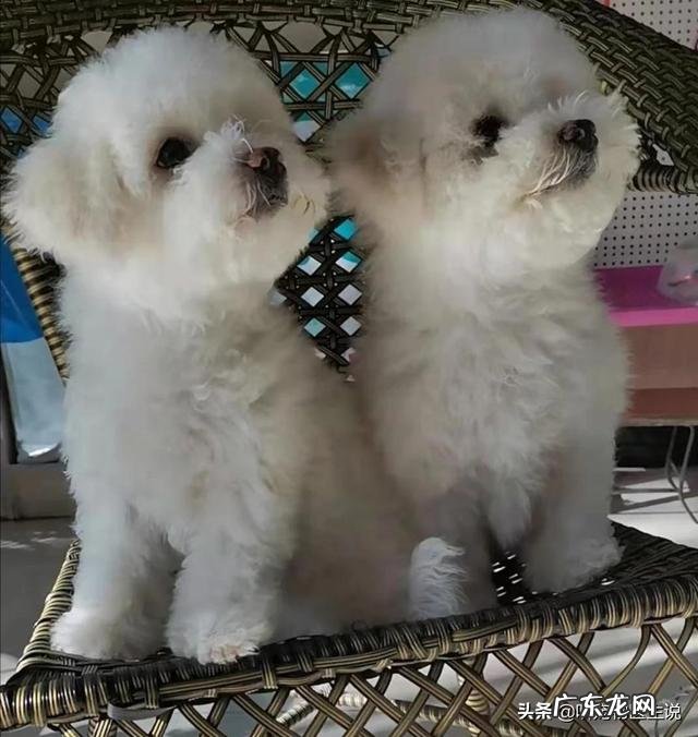 狗狗4个月大，驱虫什么的按时做，为什么一直很瘦？