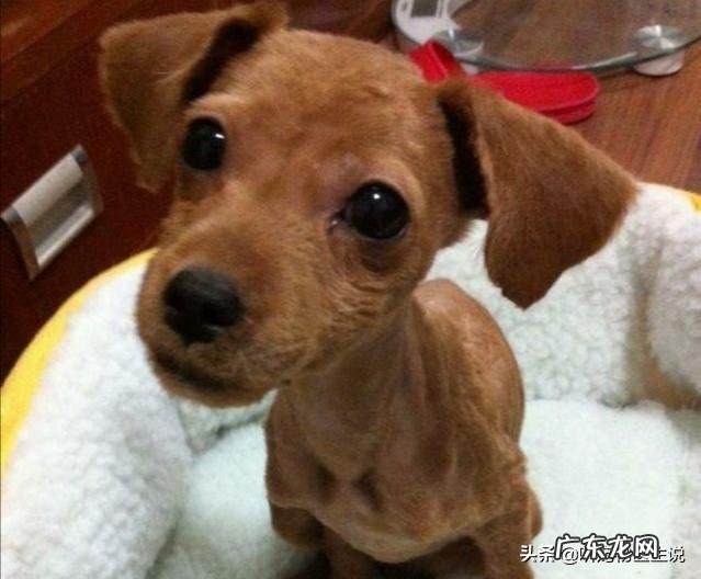 狗狗4个月大，驱虫什么的按时做，为什么一直很瘦？