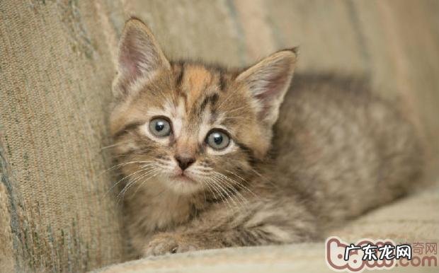 细数喵星人最厌烦的7类人