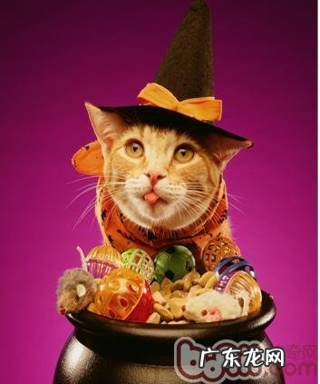 猫咪为什么喜爱钻洞