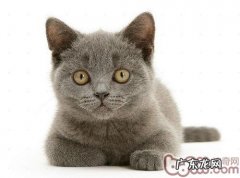 怎样照料一个月的小猫