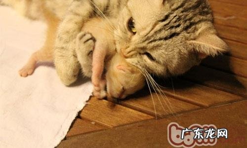 母猫为何会吃自己刚生的小猫