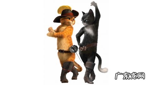 猫咪为什么不喜欢穿鞋