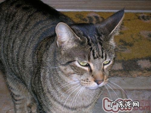 伴侣动物 猫咪是不错的挑选