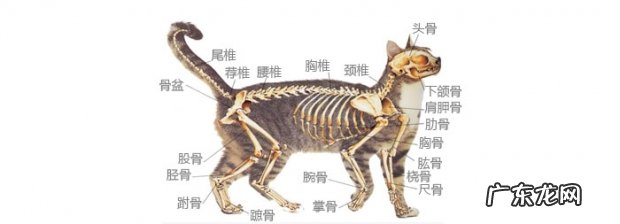拉猫尾巴会导致拉稀有没有科学依据