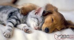 猫咪与狗狗度忠实大PK