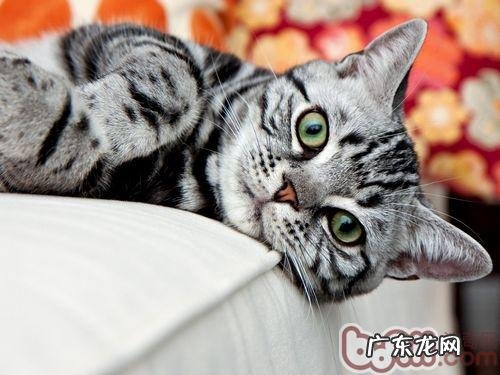 猫咪太胖并不是功德