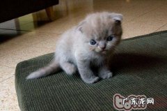 宠物猫消瘦是为什么