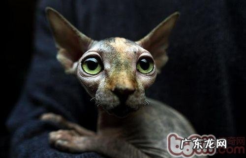 加拿大无毛猫怎样养殖