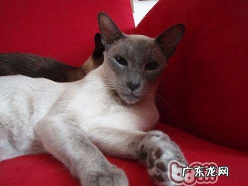 为宠物猫梳毛有什么优点