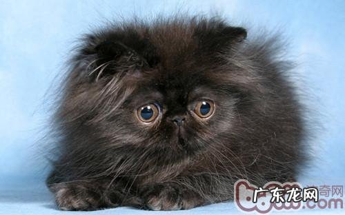 猫咪喜爱蹭东西的原因