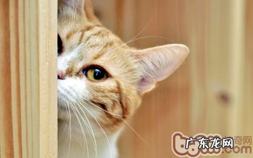 猫咪年迈后的身体体现