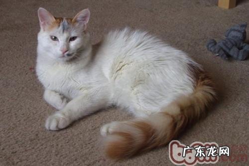 土耳其梵猫的性格特征