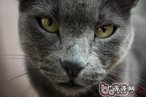 怎样辨别初生小猫的性别