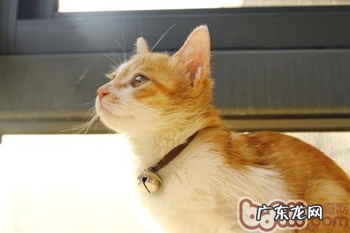 猫咪迷路，家长怎么防备
