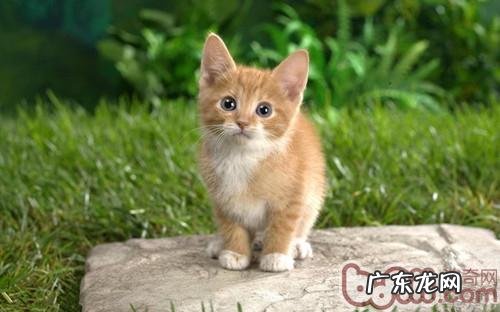 猫咪迷路，家长怎么防备