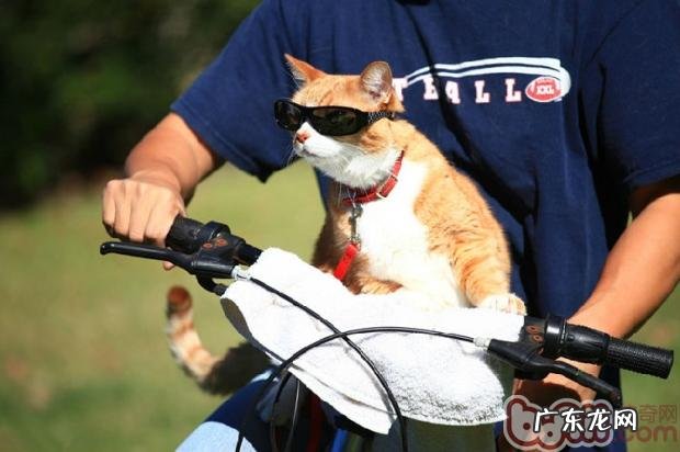 最高兴的事，是和黄咪一同出游