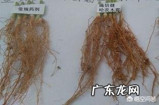 枯草芽孢杆菌能和阿维菌混用吗