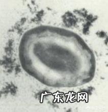 枯草芽孢杆菌能和阿维菌混用吗