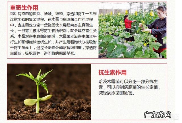 枯草芽孢杆菌能和阿维菌混用吗