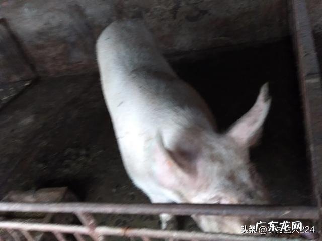 怀孕母猪过胖，对肚中小猪有何影响？怎样调理？