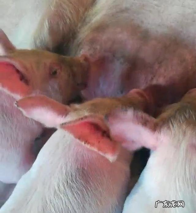 怀孕母猪过胖，对肚中小猪有何影响？怎样调理？