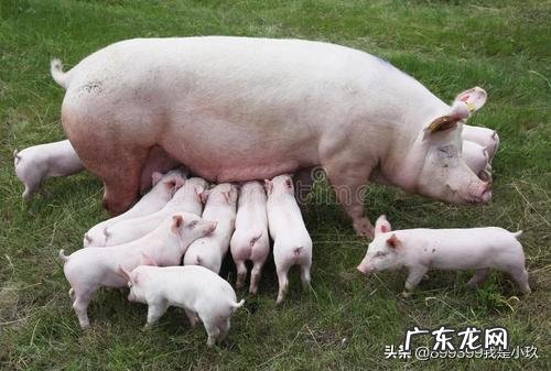 怀孕母猪过胖，对肚中小猪有何影响？怎样调理？