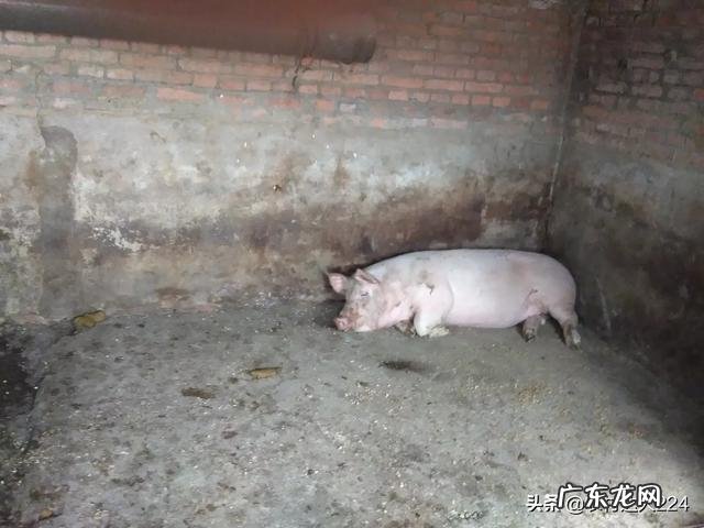 怀孕母猪过胖，对肚中小猪有何影响？怎样调理？