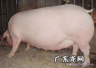 怀孕母猪过胖，对肚中小猪有何影响？怎样调理？