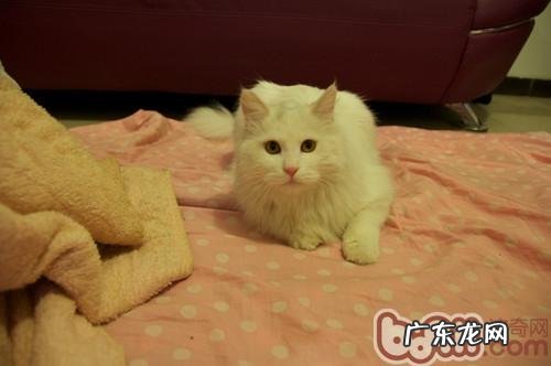 幼猫惹人爱 养殖幼猫须知