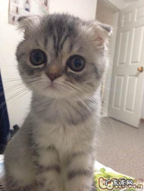 怎样为猫咪测体温