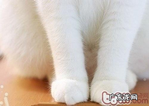猫咪爪部护理的重要性