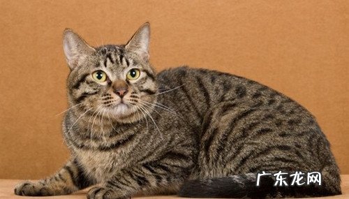 把握办法 与猫咪接近并不难