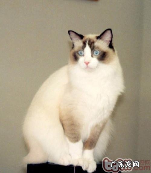 把握办法 与猫咪接近并不难