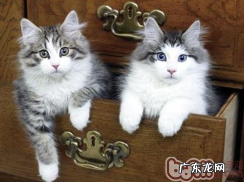 把握办法 与猫咪接近并不难