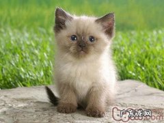 选购猫咪营养品的注意事项