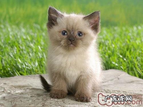 选购猫咪营养品的注意事项